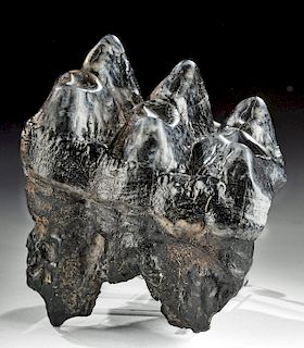 Beautiful Fossilized Mastodon Tooth