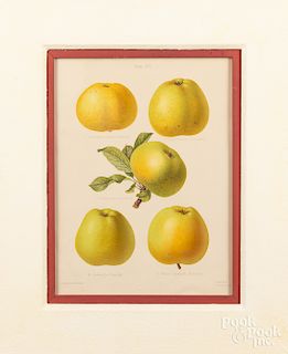 Two Alice Ellis color lithographs of apples