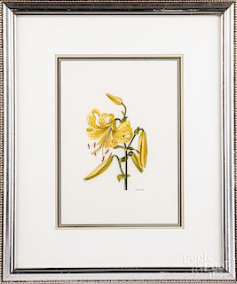 Oil of a lily