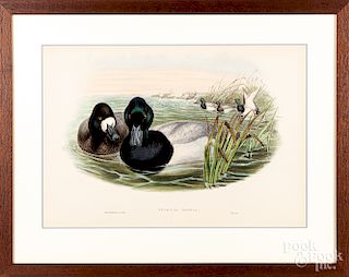 Four Gould & Richter color lithographs of ducks.