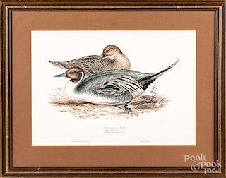Four color lithographs of ducks and birds.