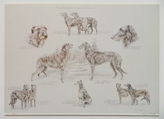 5 Prints of Scottish Deerhounds