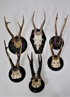 Group of 6 Wall Mounted  Antlers