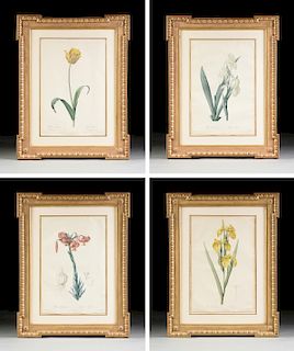 after PIERRE JOSEPH REDOUTÉ (Belgian/French 1759-1840) A GROUP OF FOUR BOTANICAL PRINTS,