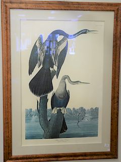 After John James Audubon print, "Black Bellied Darter", large folio. sight size 38" x 25".