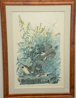 After John James Audubon print, "Meadowlark", large folio. sight size 38" x 25".
