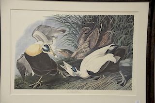 After John James Audubon print "Eider Duck", large folio. sight size 25 1/2" x 38".