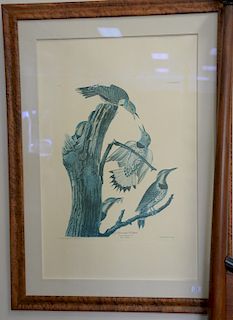After John James Audubon print "Golden Winged Woodpecker", large folio. sight size 38" x 25".
