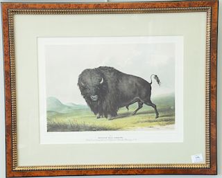 After George Catlin, colored lithograph, Buffalo Bull, Grazing No 2, published at James Ackerman's lithographic rooms. sight size: 1...