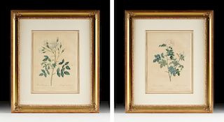 after PIERRE JOSEPH REDOUTÉ (Belgian/French 1759-1840) A PAIR OF BOTANICAL PRINTS, EARLY 19TH CENTURY,