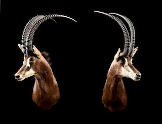 A PAIR OF SCIMITAR HORNED SABLE ANTELOPE TROPHY HEAD MOUNTS,