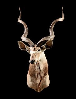 A GREATER KUDU TROPHY HEAD MOUNT, AFRICAN, 20TH CENTURY,
