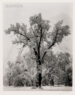 Ansel Adams (American, 1902-1984)  Oak Tree, Snowstorm, Yosemite National Park, California
