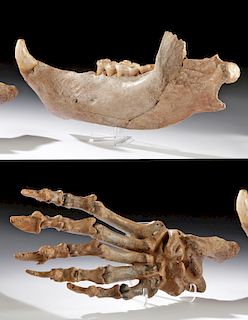 Fossilized Pleistocene Cave Bear Foot + Mandible