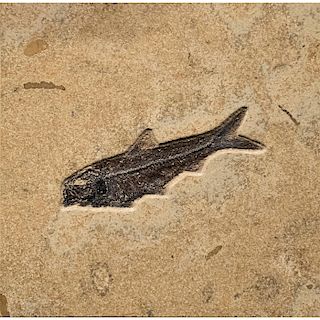 FOSSILIZED EOCENE FISH IN COMBINATION TILE