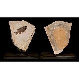 FOSSIL FISH IN SCULPTURAL DISPLAY