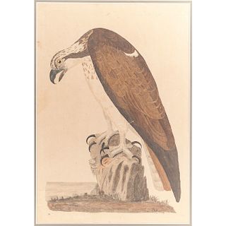 Engraving by Peter Mazell after Peter Paillou (English, 1757-1831), The Bald Buzzard