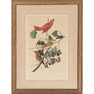 Audubon, Havell Edition, Summer Red Bird