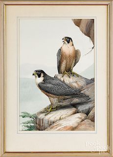 Earl Lincoln Poole, watercolor of two raptors