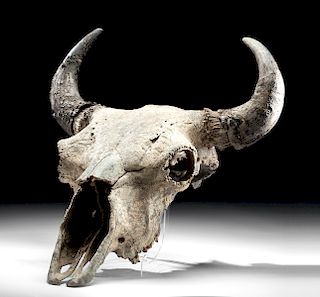 Fossilized American Bison Skull w/ Horn Sheaths