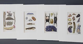 Four Matted Shell and Coral Lithographs, 19th Century
