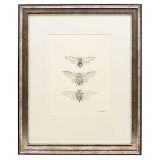 STUDY OF INSECTS. MEXICO, 20TH CENTURY. Graphite on paper. Signed: "G. DE OVANDO"