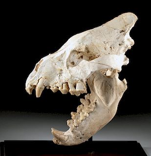 European Ice Age Fossilized Extinct Cave Hyena Skull
