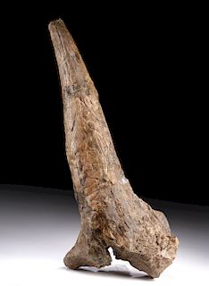 North American Fossilized Triceratops Brow Horn