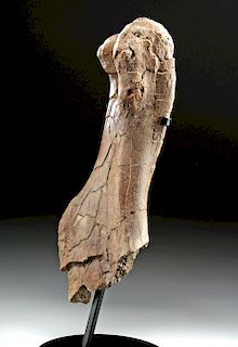 North American Fossilized Triceratops Humerus