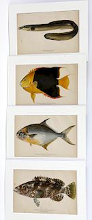 Four Julius Bien & Co. Lithographs of Fish