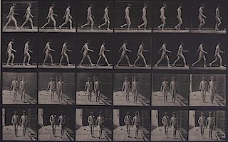 Eadweard Muybridge - Animal Locomotion: Plate 12