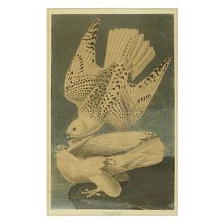 Falcons Engraved Framed Print J. J. Audubon