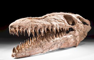 Moroccan Late Cretaceous Fossilized Mosasaur Skull