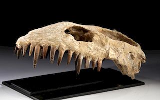 Moroccan Cretaceous Fossilized Plesiosaur Upper Skull