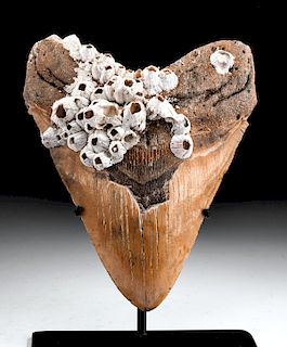 Atlantic Fossilized Megalodon Tooth with Sea Barnacles