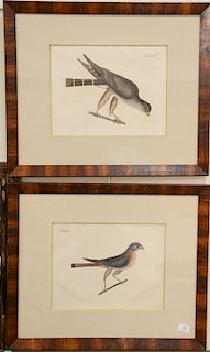 Mark Catesby (1679 - 1749), pair of hand colored copper engravings "The Pigeon Hawk" T3, and "The Little Hawk" T5, sight size: 12" x 15". Provenance: 