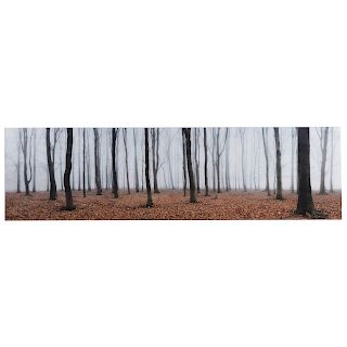 David Anthony Hall. "Beech Trees"