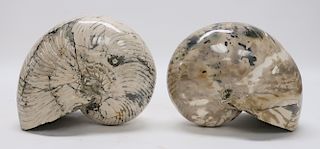 2 Madagascar Ammonites