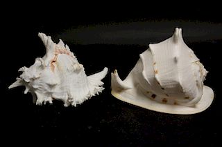 Helmet and Murex Seashells