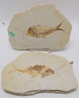 2 Fish Fossils