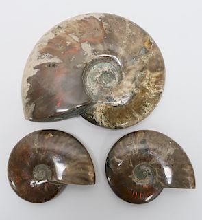 3 Madagascar Rainbow Ammonite Fossils