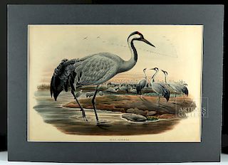 19th C. Hand Colored Lithograph "Grus Cinerea" Gould