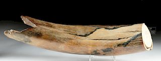 Stunning Mammoth Tusk Fragment