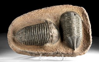 Two Large Moroccan Fossilized Trilobites in Matrix