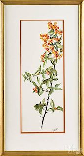 Watercolor botanical, 20th/21st c., of a firethorn branch with orange berries, signed Freda