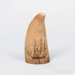 Scrimshaw Whale's Tooth
