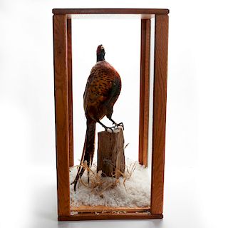 TAXIDERMY PHEASANT IN CASE