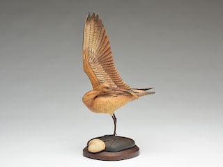 Raised wing curlew, William Gibian, Onancock, Virginia.