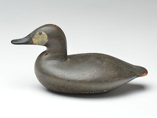 Ruddy duck, Captain Ben Dye, Perryville, Maryland, 3rd quarter 19th century.