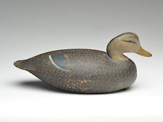 Black duck, Ira Hudson, Chincoteague, Virginia.